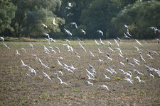 DSC_0083.JPG DSC_0083.JPG