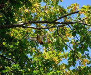 DSC_0203.JPG