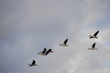 DSC_0264.JPG DSC_0264.JPG