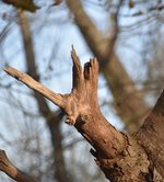 DSC_0051 (1).JPG