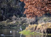 DSC_0243.JPG