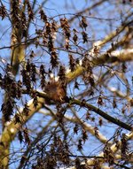 DSC_0106.JPG