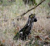 DSC_0254.JPG