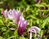DSC_0152-EDIT.jpg