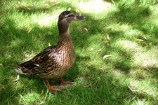 DSC_0338.JPG