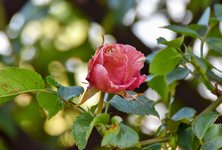 DSC_0068-EDIT.jpg
