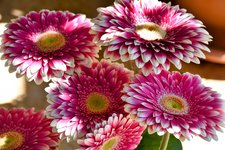 DSC_0444-EDIT.jpg
