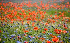 DSC_0297-EDIT.jpg