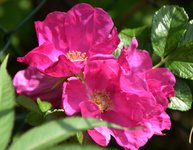 DSC_0039.JPG