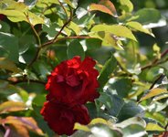DSC_0031.JPG