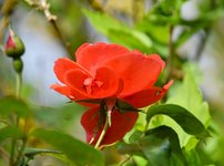 DSC_0036-EDIT.jpg