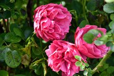 DSC_0030.JPG