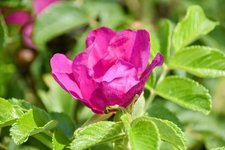 DSC_0038-EDIT.jpg