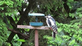IMG01_0852 Specht, w.JPG