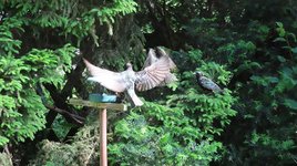IMG_0867 3 Stare Anflug.JPG