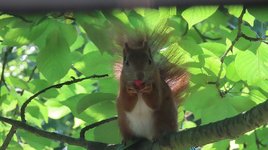 IMG30_1040 Eichhörnchen mit Kirsche.JPG IMG30_1040 Eichhörnchen mit Kirsche.JPG
