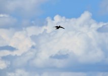 DSC_0217.JPG