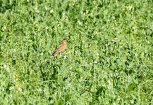 DSC_0232-EDIT.jpg