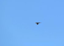 DSC_0214-EDIT.jpg