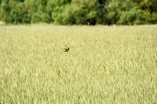 DSC_0219-EDIT.jpg