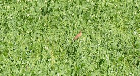 DSC_0234-EDIT.jpg