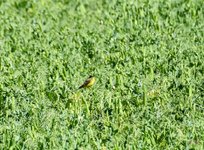 DSC_0095-EDIT.jpg