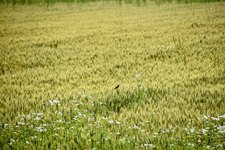 DSC_0158-EDIT.jpg