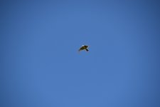 DSC_0105.JPG DSC_0105.JPG