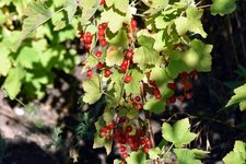 DSC_0117.JPG
