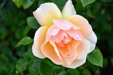 DSC_0036.JPG