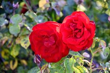 DSC_0099.JPG