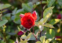 DSC_0087.JPG