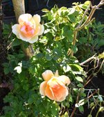 DSC_0147.JPG