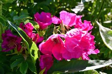 DSC_0106.JPG