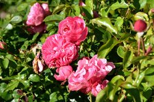 DSC_0093.JPG