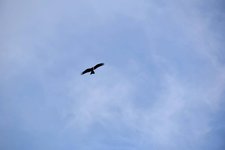 DSC_0061-EDIT.jpg