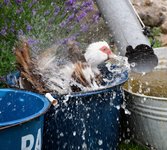 DSC_0377.JPG