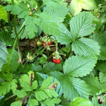 IMG_6768.JPG