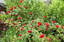 DSC_0003-EDIT.jpg