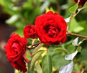 DSC_0008.JPG