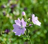 DSC_0108-EDIT.jpg