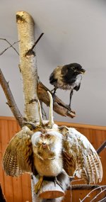 DSC_0187-EDIT.jpg