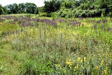 DSC_0095-EDIT.jpg
