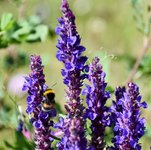 DSC_0056-EDIT.jpg
