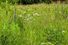 DSC_0141-EDIT.jpg