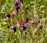 DSC_0032-EDIT.jpg