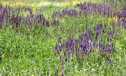 DSC_0094-EDIT.jpg