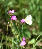 DSC_0004.JPG