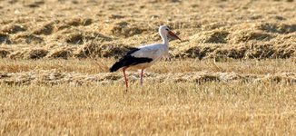 DSC_0300-EDIT.jpg