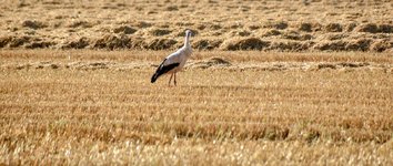 DSC_0286-EDIT.jpg